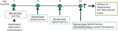 Combined Neuroprotective Strategies Blocked Neurodegeneration and Improved Brain Function in Senescence-Accelerated Mice
